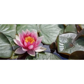 lotus plant (3)-3001637-58688.webp